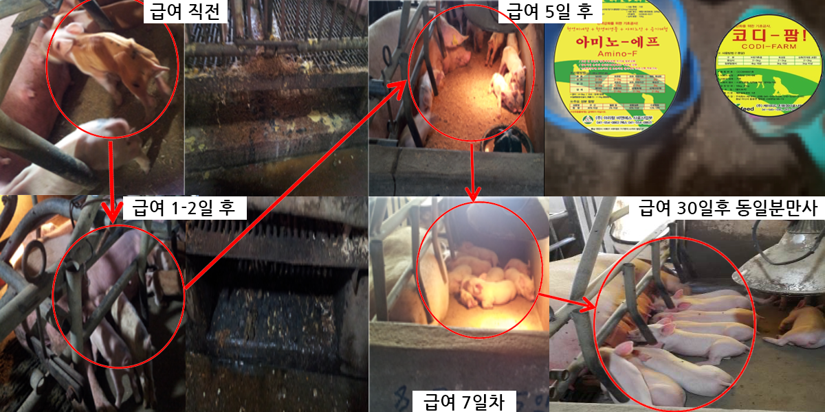 PED 예방 및 회복사례