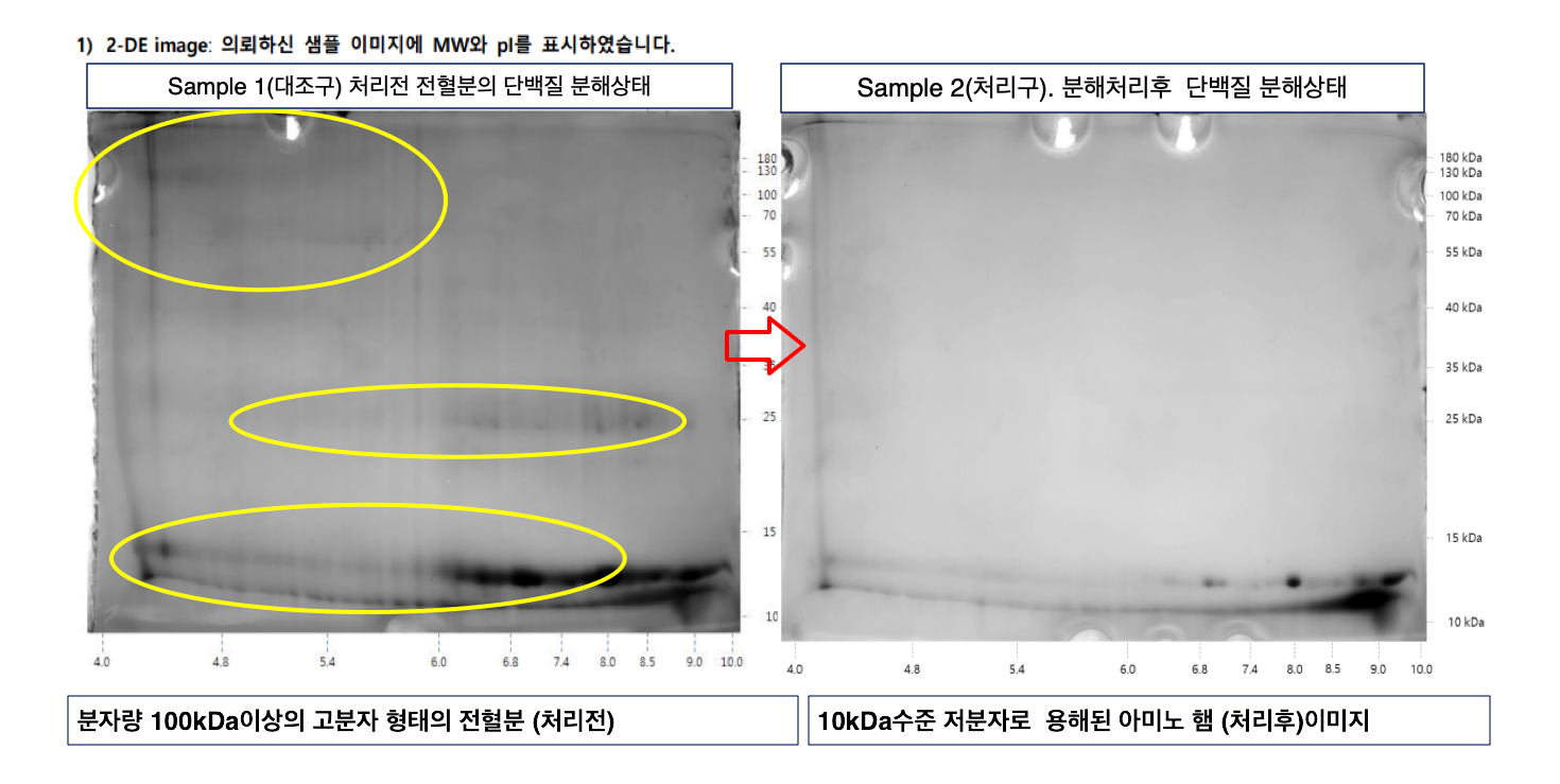 아미노햄 분자량 분석 결과