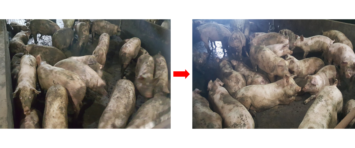 PRRS 양성농장 육성돈 코디팜 급여효과